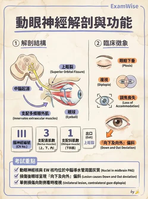 驗光生 - 眼外肌解剖與運動神經支配 - AI 圖文解析預覽