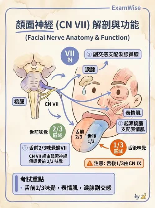 驗光生 - 淚器系統解剖與生理 - AI 圖文解析預覽