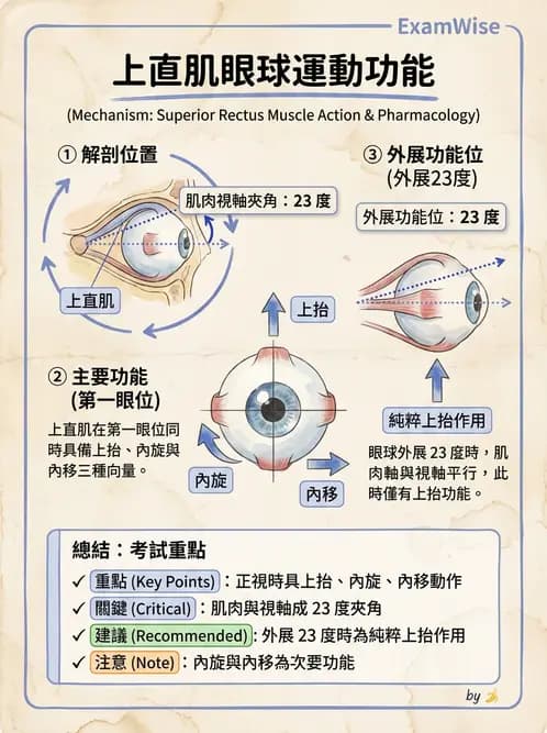驗光生 - 眼球運動、內聚功能與瞳孔反應檢查 - AI 圖文解析預覽