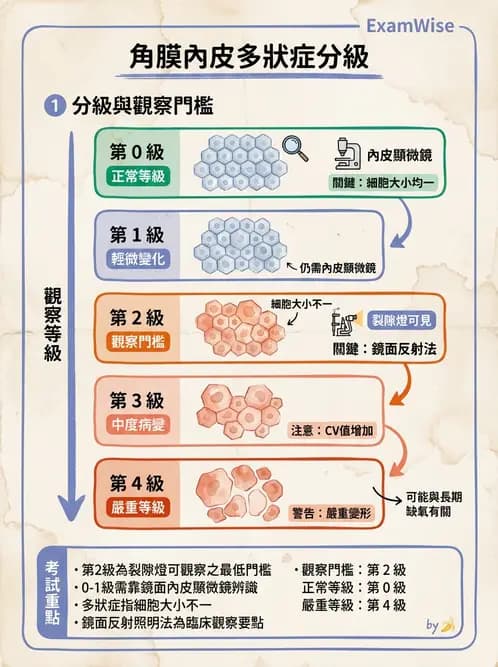 驗光生 - 角膜缺氧與結構性變化 - AI 圖文解析預覽