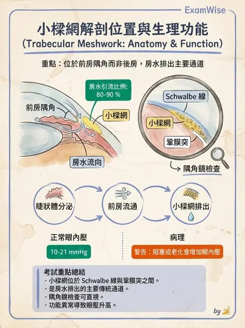 驗光生 - 屈光介質與眼壓調節 - AI 圖文解析預覽