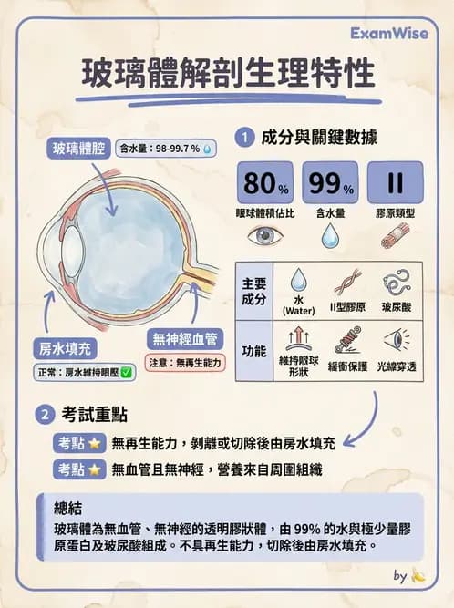 驗光生 - 眼部血液供應、脈絡膜與玻璃體 - AI 圖文解析預覽