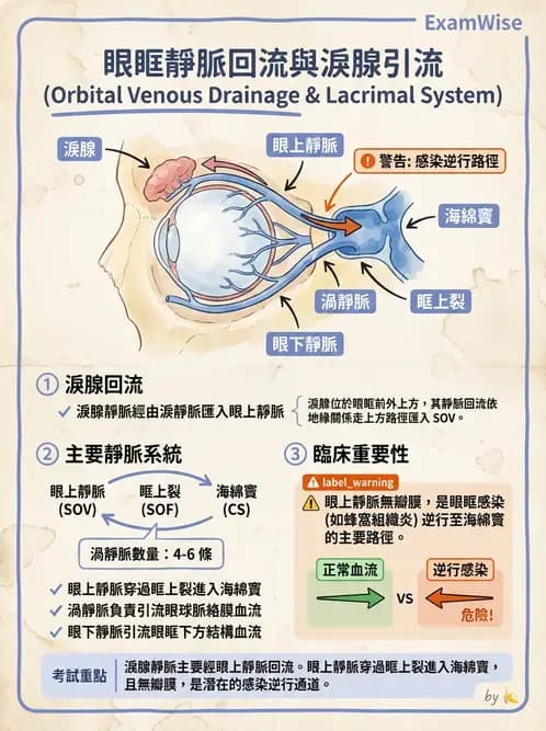 驗光生 - 淚器系統解剖與生理 - AI 圖文解析預覽