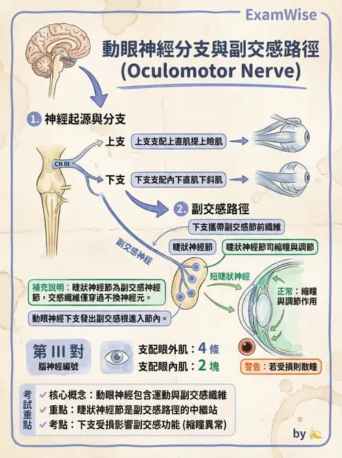 驗光生 - 眼外肌解剖與運動神經支配 - AI 圖文解析預覽
