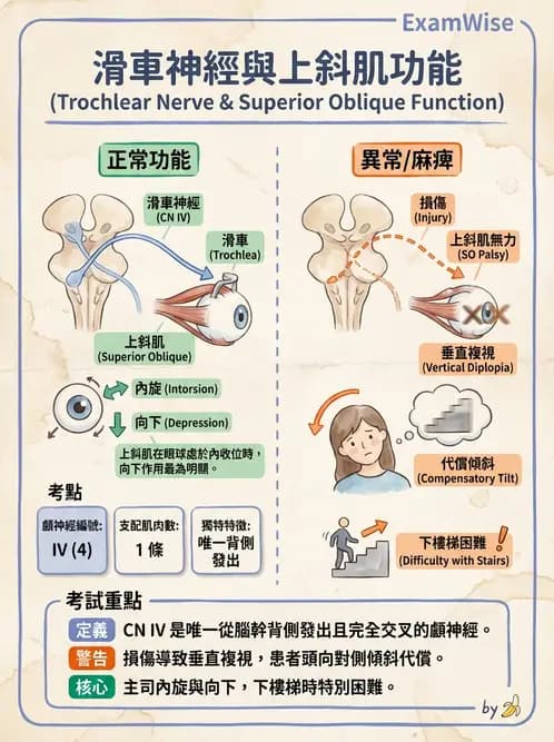 驗光生 - 眼外肌解剖與運動神經支配 - AI 圖文解析預覽