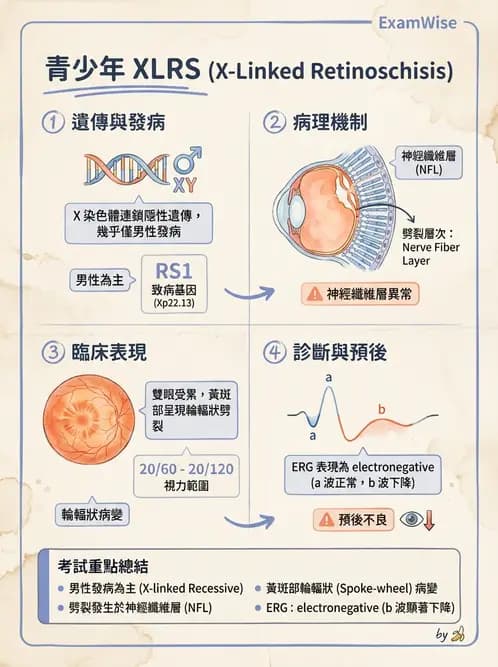驗光生 - 視網膜與玻璃體疾病 - AI 圖文解析預覽