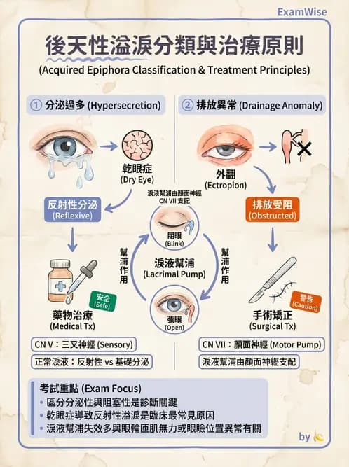 驗光生 - 淚器系統解剖與生理 - AI 圖文解析預覽