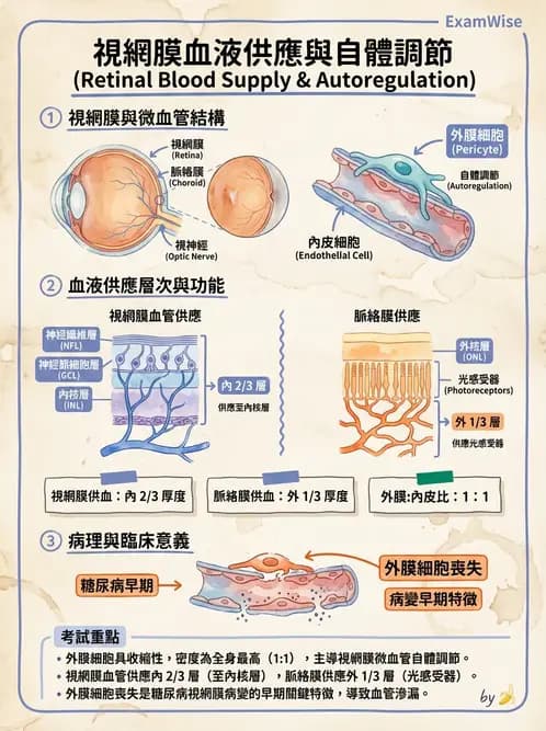 驗光生 - 視網膜組織結構與感光細胞 - AI 圖文解析預覽