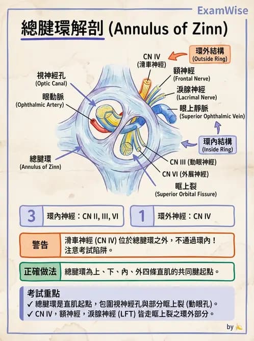 驗光生 - 眼球胚胎發育 - AI 圖文解析預覽