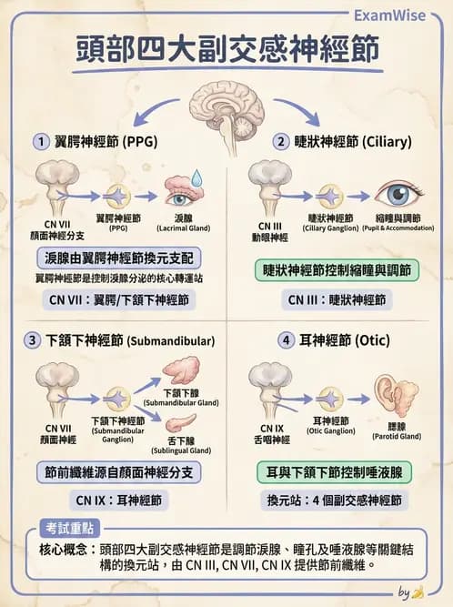 驗光生 - 淚器系統解剖與生理 - AI 圖文解析預覽