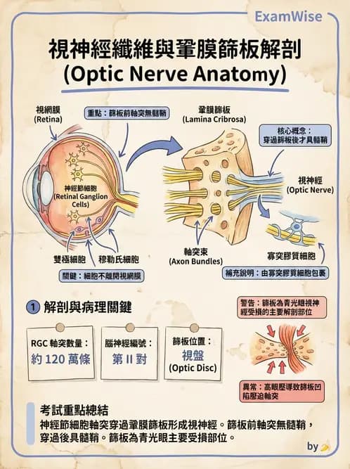 驗光生 - 視網膜組織結構與感光細胞 - AI 圖文解析預覽