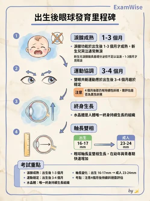 驗光生 - 眼球胚胎發育 - AI 圖文解析預覽