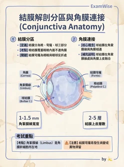 驗光生 - 眼窩骨解剖、眼瞼與結膜 - AI 圖文解析預覽