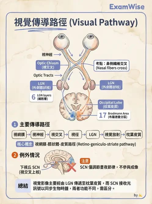驗光生 - 視覺傳導路徑與瞳孔反射 - AI 圖文解析預覽
