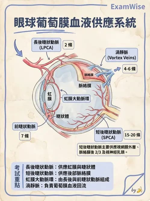 驗光生 - 眼部血液供應、脈絡膜與玻璃體 - AI 圖文解析預覽
