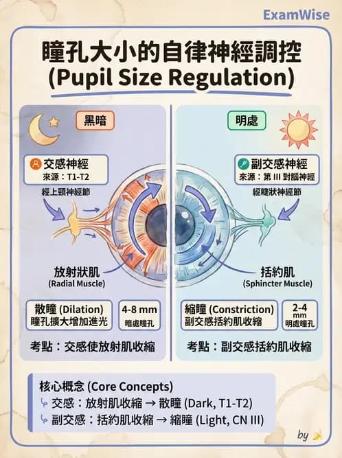 驗光生 - 視覺傳導路徑與瞳孔反射 - AI 圖文解析預覽