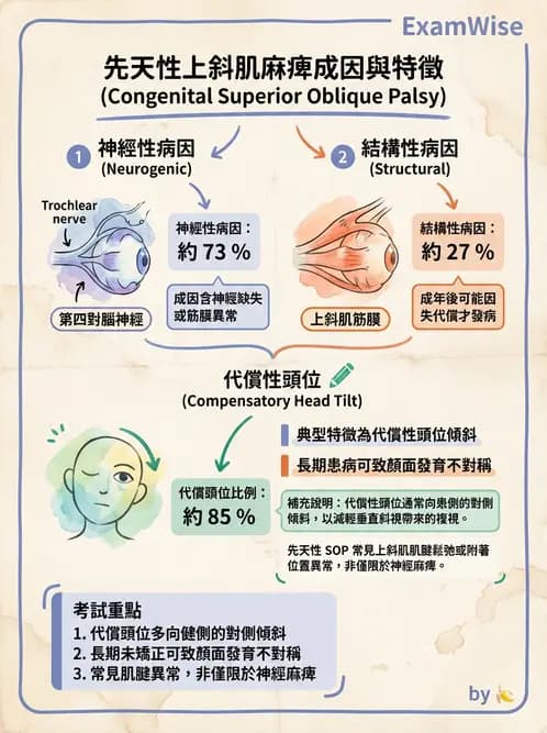 驗光生 - 兒童眼科(弱視、斜視與先天眼疾) - AI 圖文解析預覽