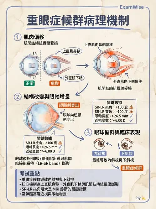 驗光生 - 兒童眼科(弱視、斜視與先天眼疾) - AI 圖文解析預覽