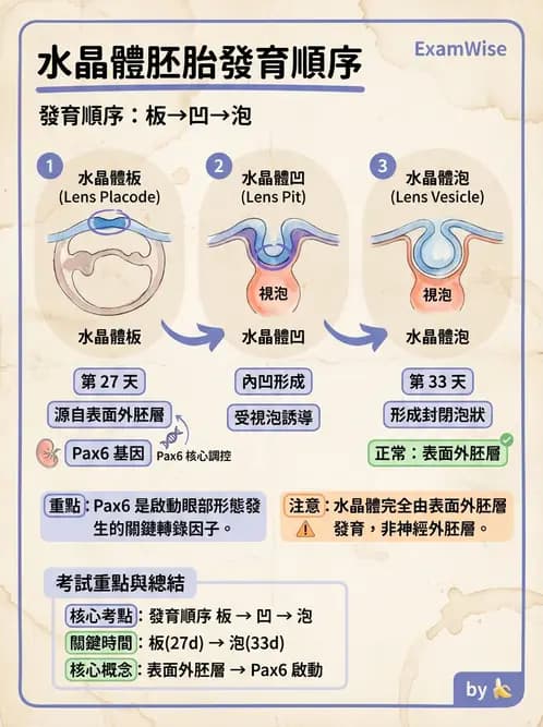 驗光生 - 屈光介質與眼壓調節 - AI 圖文解析預覽