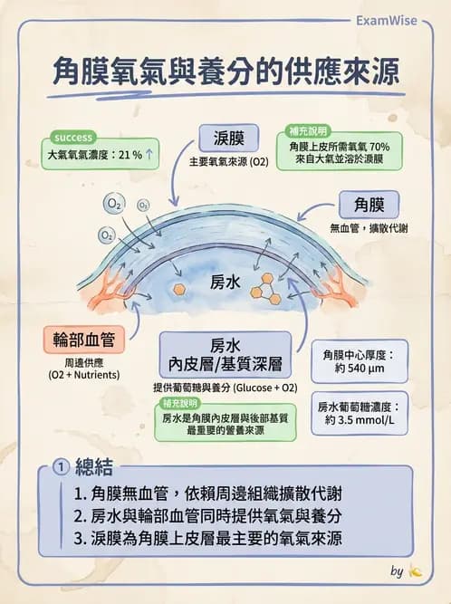 驗光生 - 角膜與鞏膜 - AI 圖文解析預覽
