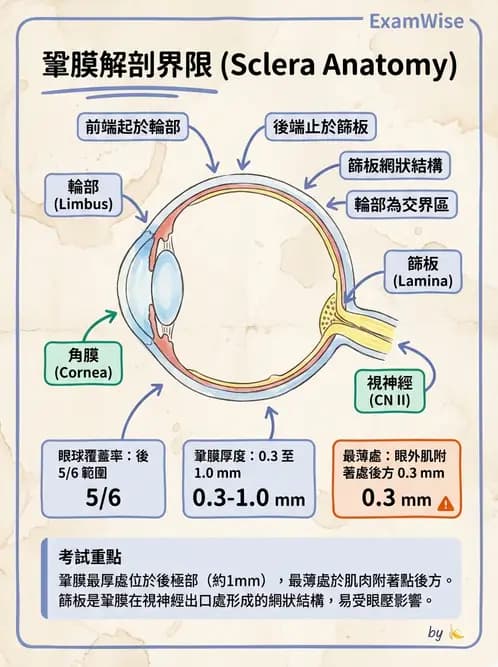 驗光生 - 角膜與鞏膜 - AI 圖文解析預覽