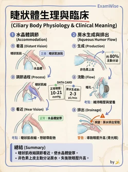 驗光生 - 屈光介質與眼壓調節 - AI 圖文解析預覽