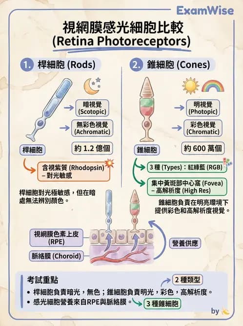 驗光生 - 視網膜組織結構與感光細胞 - AI 圖文解析預覽