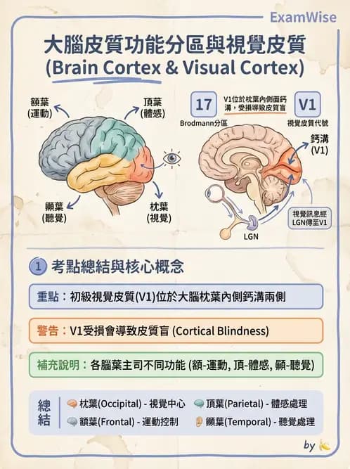 驗光生 - 視覺傳導路徑與瞳孔反射 - AI 圖文解析預覽