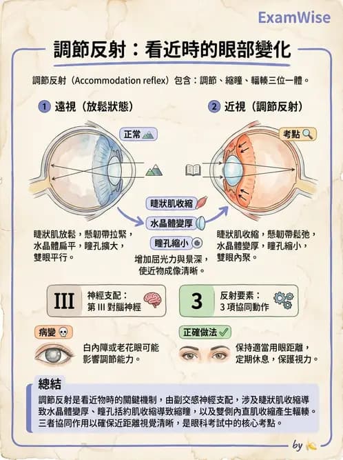 驗光生 - 視覺傳導路徑與瞳孔反射 - AI 圖文解析預覽