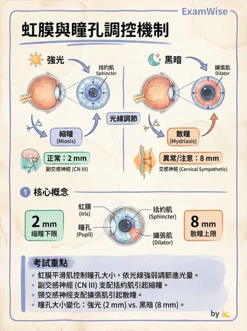 驗光生 - 屈光介質與眼壓調節 - AI 圖文解析預覽