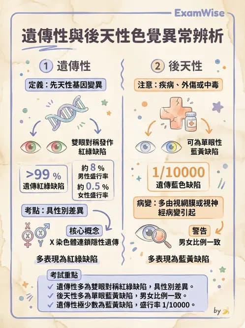 驗光生 - 針孔視力、色覺與視野篩檢 - AI 圖文解析預覽