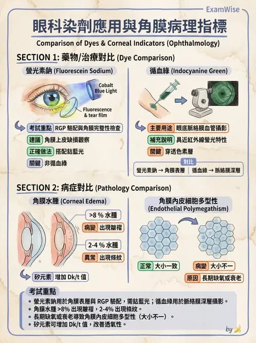 驗光生 - 角膜缺氧與結構性變化 - AI 圖文解析預覽