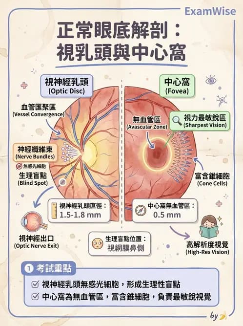 驗光生 - 視網膜組織結構與感光細胞 - AI 圖文解析預覽