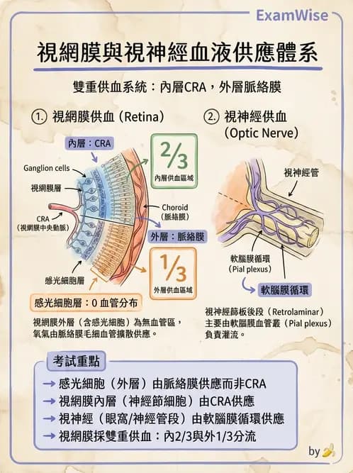 驗光生 - 眼部血液供應、脈絡膜與玻璃體 - AI 圖文解析預覽