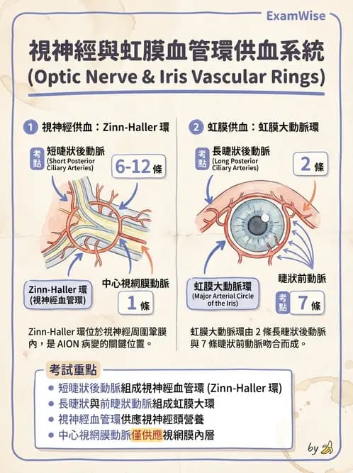 驗光生 - 眼部血液供應、脈絡膜與玻璃體 - AI 圖文解析預覽