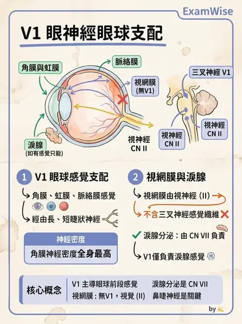 驗光生 - 眼外肌解剖與運動神經支配 - AI 圖文解析預覽