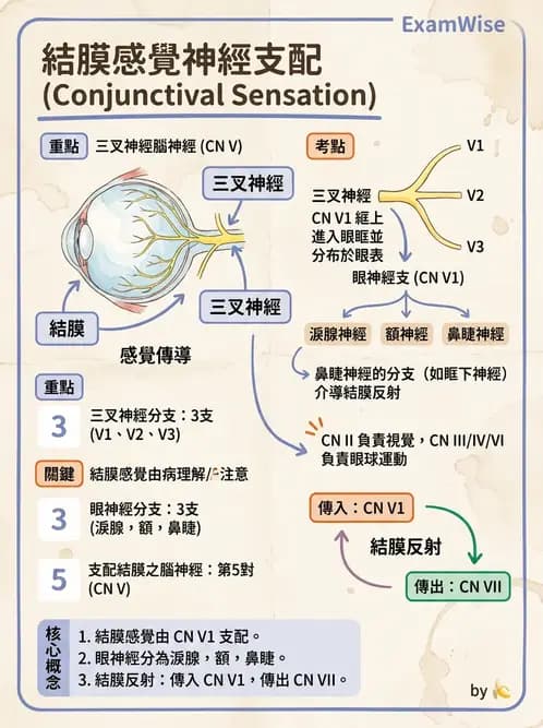 驗光生 - 眼窩骨解剖、眼瞼與結膜 - AI 圖文解析預覽