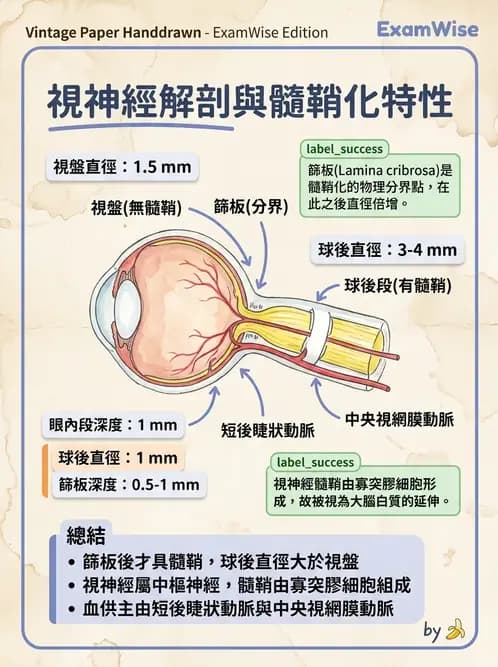 驗光生 - 眼部血液供應、脈絡膜與玻璃體 - AI 圖文解析預覽