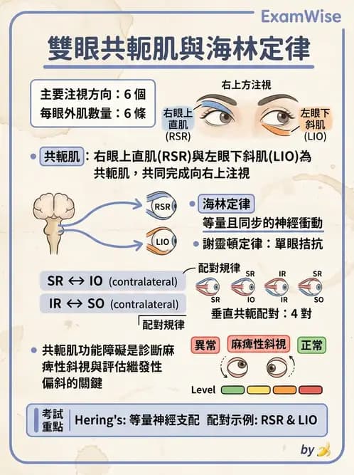 驗光生 - 眼外肌解剖與運動神經支配 - AI 圖文解析預覽