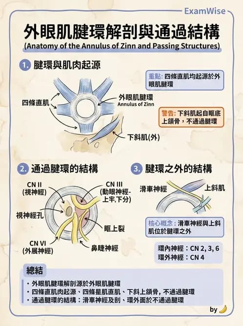 驗光生 - 眼外肌解剖與運動神經支配 - AI 圖文解析預覽
