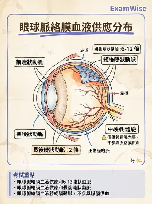 驗光生 - 眼部血液供應、脈絡膜與玻璃體 - AI 圖文解析預覽