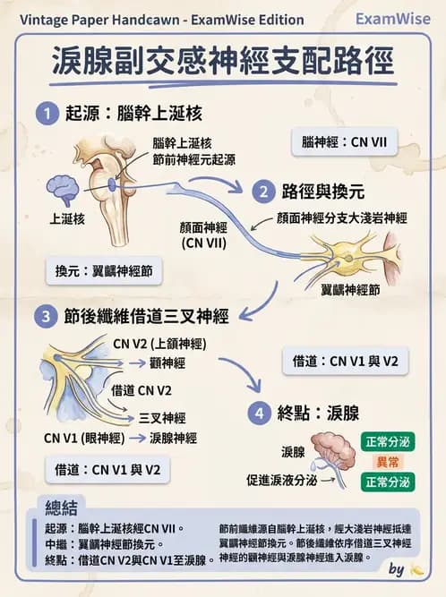 驗光生 - 淚器系統解剖與生理 - AI 圖文解析預覽