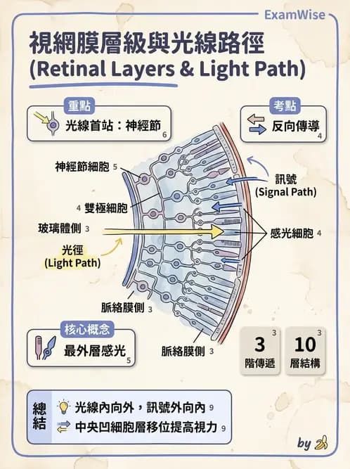 驗光生 - 視網膜組織結構與感光細胞 - AI 圖文解析預覽