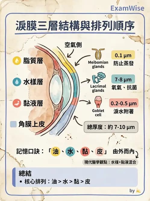 驗光生 - 淚器系統解剖與生理 - AI 圖文解析預覽