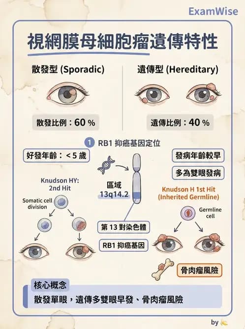 驗光生 - 視網膜與玻璃體疾病 - AI 圖文解析預覽