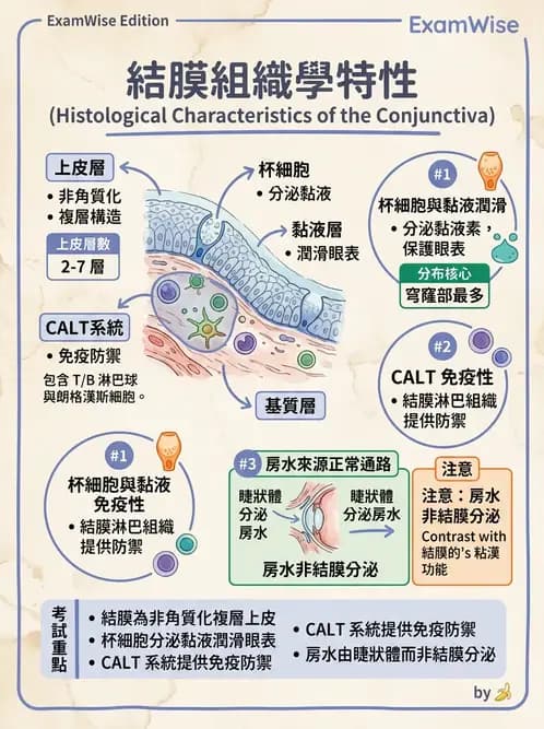 驗光生 - 眼窩骨解剖、眼瞼與結膜 - AI 圖文解析預覽