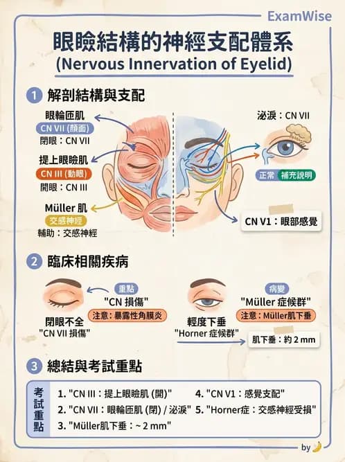 驗光生 - 眼窩骨解剖、眼瞼與結膜 - AI 圖文解析預覽
