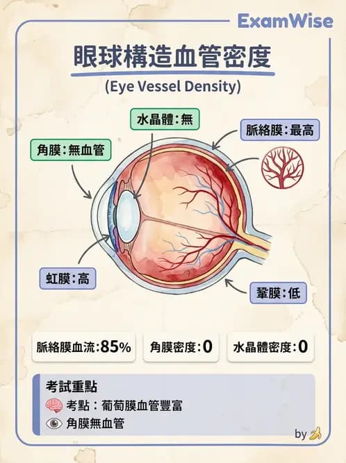 驗光生 - 視網膜組織結構與感光細胞 - AI 圖文解析預覽