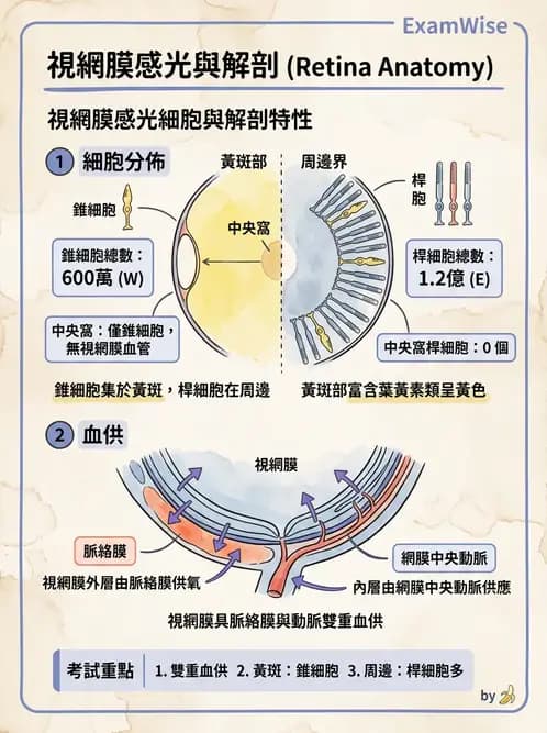 驗光生 - 視網膜組織結構與感光細胞 - AI 圖文解析預覽