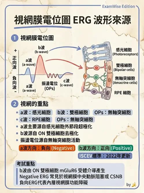 驗光生 - 視覺功能、視野與電生理檢查 - AI 圖文解析預覽